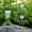 Himalaya Purifying Neem Face Wash